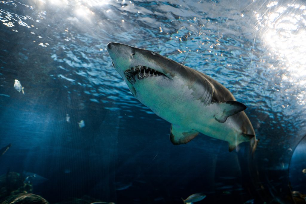 Zábavná fakta o zubech - žraločí zuby obsahují fluorid, což je aktivní prvek většiny zubních past a ústních vod